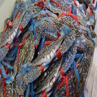 临沧海鲜活体空运